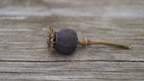 Close-up of poppy on wood