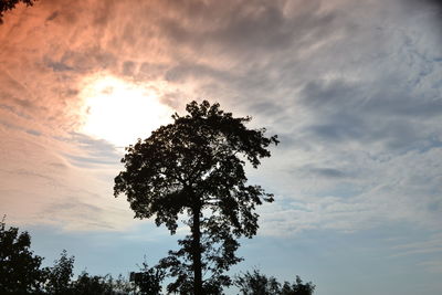 Low angle view of silhouette tree against sky