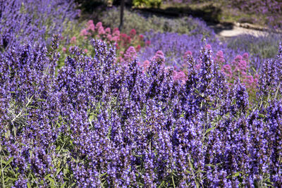Close-up of purple lavender flowers in field