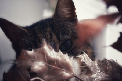 Close-up portrait of cat at home