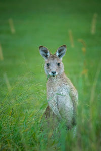 Portrait of a young kangaroo