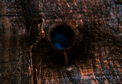 Close-up of animal shell on wood