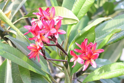 Close-up of pink flowering plant