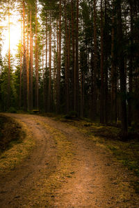 Pine trees in forest