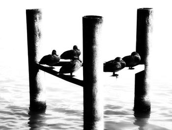 Men on wooden post in sea against sky