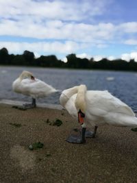 Close-up of seagull on beach