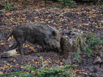 Wild boar in forest