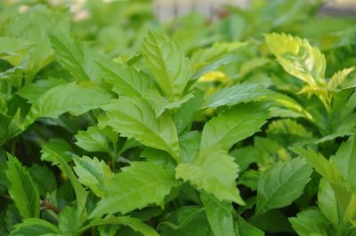 Close-up of fresh green leaves