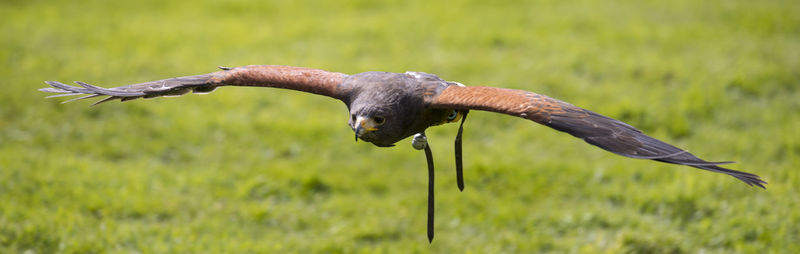 Close-up of bird flying over field