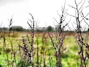 Close-up of bare trees on field against sky