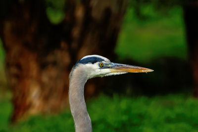 Close-up of bird