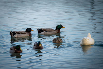 Ducks swimming in lake