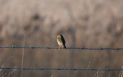 Birds perching on barbed wire fence