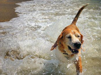 High angle view of dog on beach