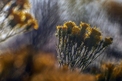 Close-up of yellow flowering plant in winter