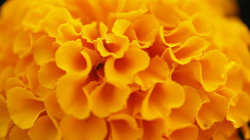 Close-up of yellow flowering plant