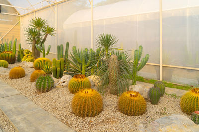 Potted plants in greenhouse