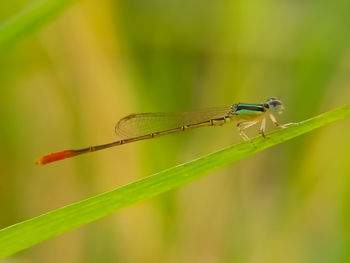 Close-up of dragonfly on blade of grass