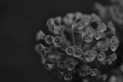 Close-up of flowers on black background