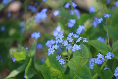 Close-up of purple flowering plants