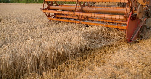 Scenic view of agricultural field