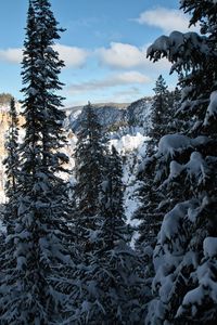 Snow covered land and trees against sky