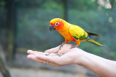 Butterfly perching on a hand holding a bird