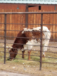 Goats in zoo