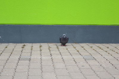 Pigeon perching on wall