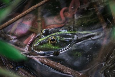 Close-up of frog swimming in lake