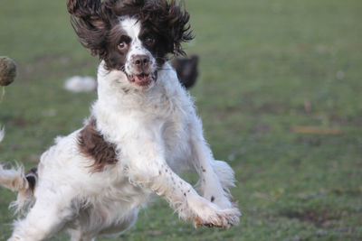 Portrait of dog on field