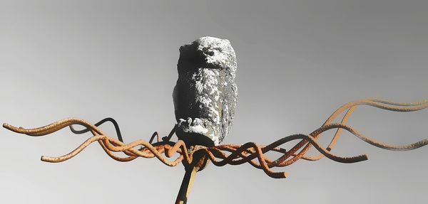 Low angle view of a lizard on metal against sky