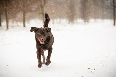 Dog running on snow covered land