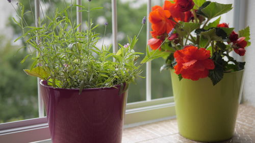 Close-up of potted plant in vase