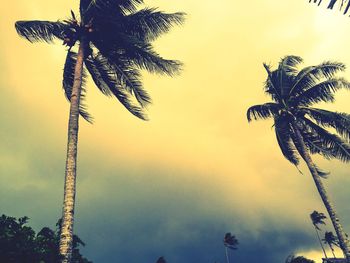 Low angle view of palm trees against sky