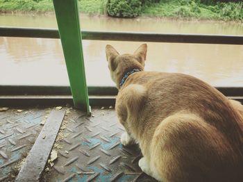 Dog sitting on a lake