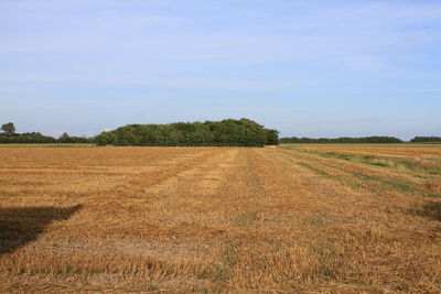 Scenic view of agricultural field against sky