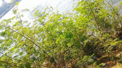 Low angle view of tree against sky