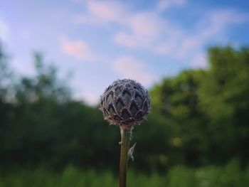 Close-up of dandelion flower on field against sky