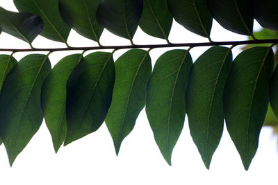 Close-up of leaves against clear sky