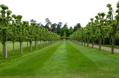 Footpath along trees