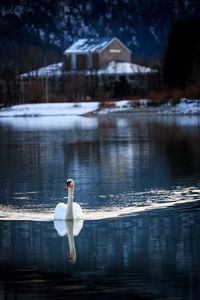 Swan in a lake