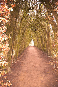 Footpath in forest