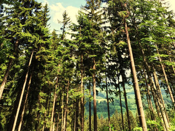 Low angle view of bamboo trees in forest