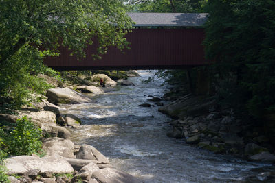 Scenic view of river in forest