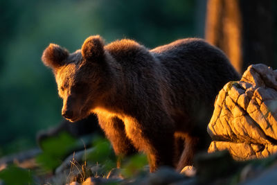 Bear at sunset 