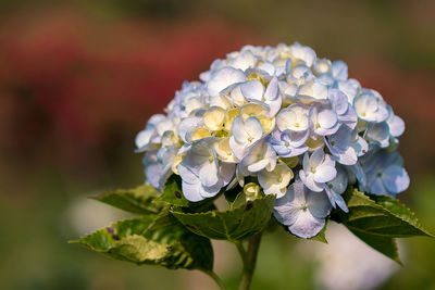 Close-up of white hydrangea flowers