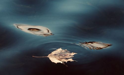 High angle view of crab swimming in sea