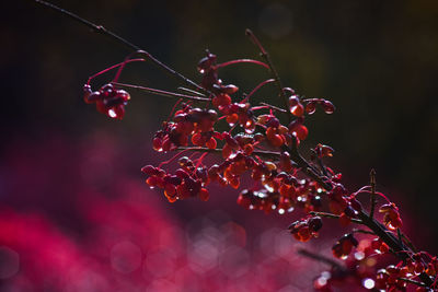 Close-up of red berries growing