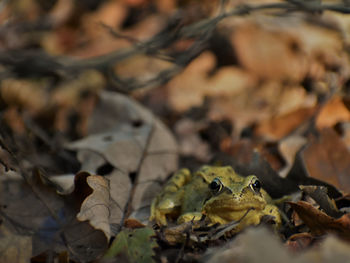 Close-up of frog on land
